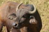 Buffel