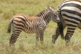 Lente in Afrika