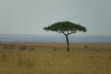Real Africa!