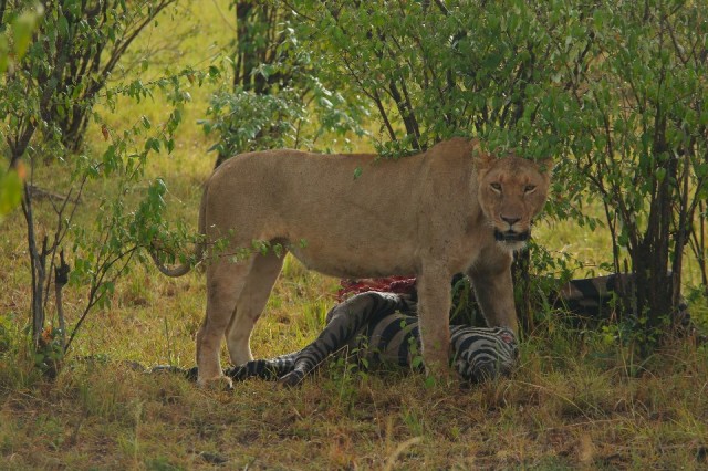 Leeuwin bij haar zebra prooi