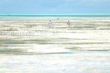 Jambiani beach