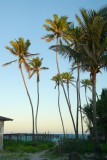 Jambiani beach
