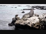 Real Galapagos!