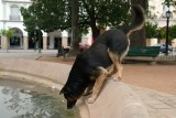 Hond toont zijn balletkunsten!