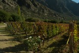 Wijngaard in Cafayate