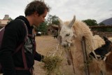 Teun voedert de lama's