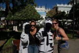 De zebra's voor de zebrapaden