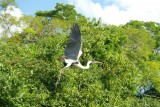 Reiger in actie