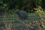 Capibara
