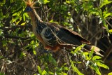 Hoatzin