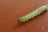 Een heeele dikke rups
