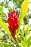 Bloempie