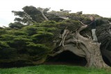Windswept tree