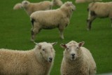 En nog meer schapen!