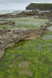 Curio Bay
