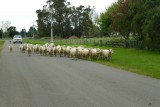 Schapenblokkade op de weg