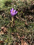 Krokussen in de Pyreneeën