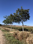 Af en toe een paar bomen