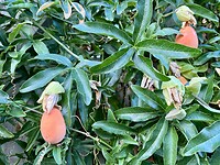 Abrikoos