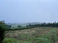 Triestig weer