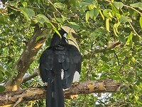 Malabarneushoornvogel