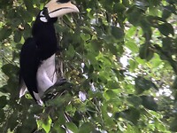 Malabarneushoornvogel