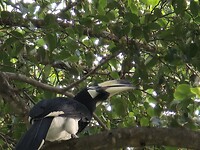 Malabarneushoornvogel