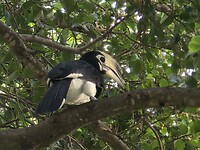 Malabarneushoornvogel