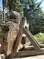 Een plakje boom