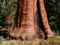 Grote bomen (2)