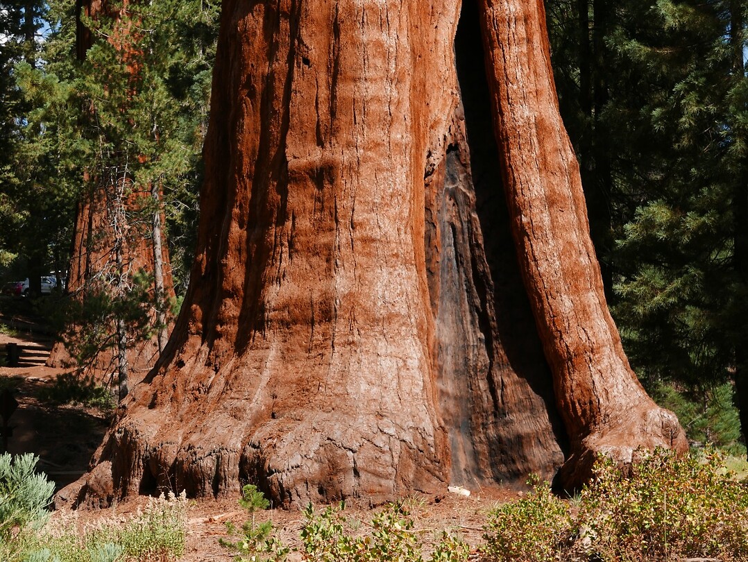 Grote bomen (2)