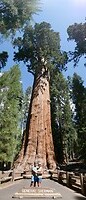 Grote bomen (4)