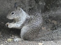 Eekhoorn