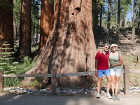 Sequoias (1)