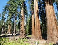 Sequoias (2)