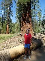 Sequoias (3)