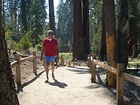 Sequoias (4)