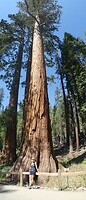 Sequoias (5)