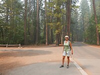 Sequoias (6)