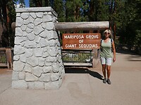 Sequoias (7)