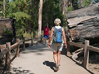 Sequoias (8)