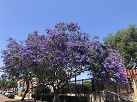 IMG_4629