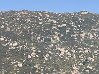 IMG_4642