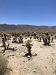 IMG_4740
