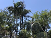Beverly Hills