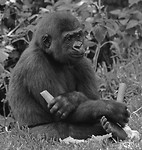 Gorilla