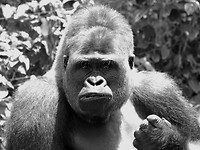 Big Gorilla