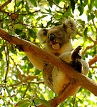 Koala