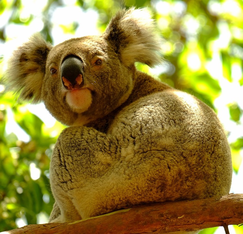 Koala