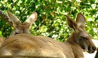 Sleeping Kangaroo
